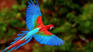 Macaw