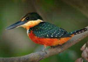 Amazon kingfisher